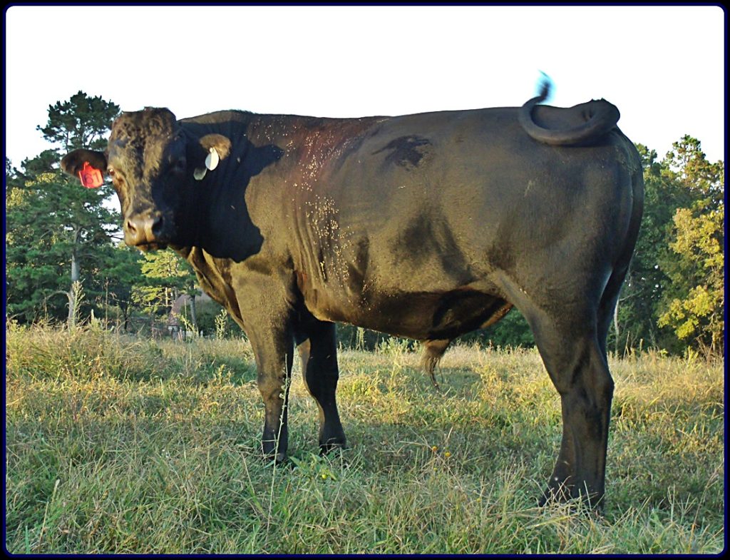 Wagyu Beef for sale Cloverby Wagyu